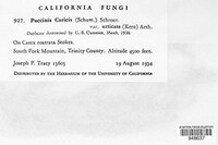 Puccinia caricis image